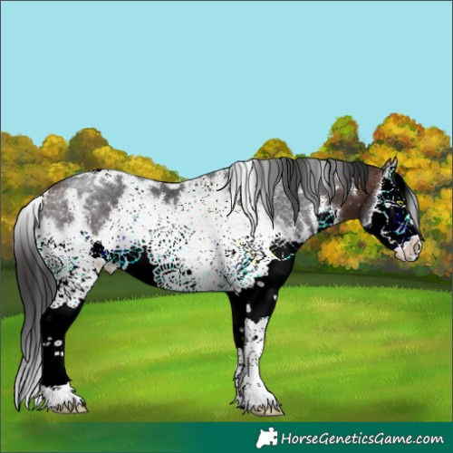 Horse Color:White Spotted Brown Splash 