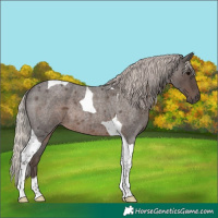 Horse Color:Silver Blue Roan Tobiano 