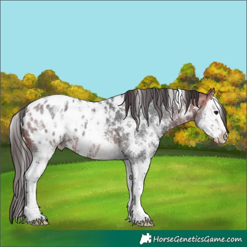 Horse Color:White Spotted Bay Sabino Splash Appaloosa 