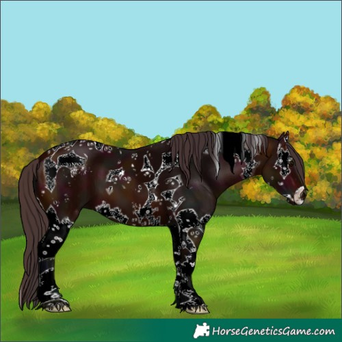Horse Color:Midnight Bay Sabino Splash Tobiano 