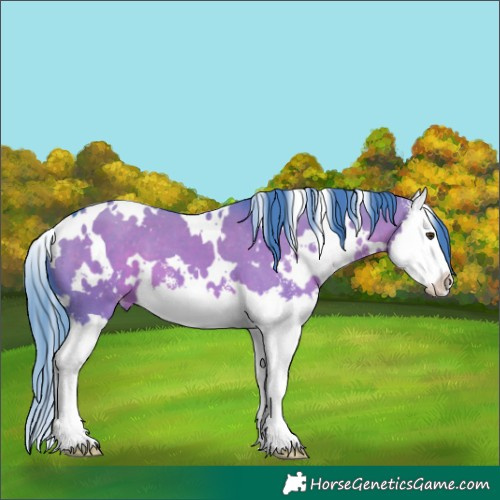 Horse Color:Watercolor White Spotted Liver Red Dun Sabino Splash Appaloosa 