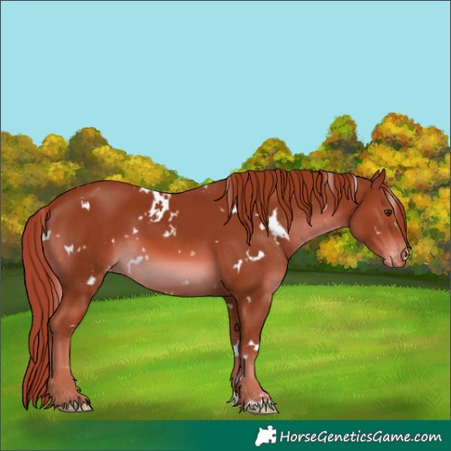 Horse Color:White Spotted Chestnut Varnish 