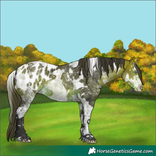 Horse Color:Buckskin Sabino Splash Tobiano Blanket 