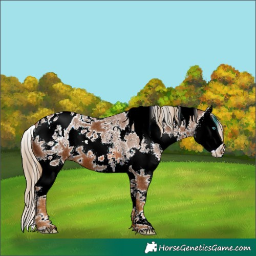 Horse Color:White Spotted Chestnut Sabino Splash Appaloosa 