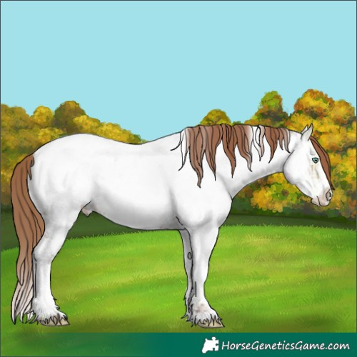 Horse Color:Black Ice Pearl Sabino Tobiano Appaloosa