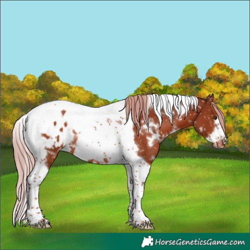 Horse Color:White Spotted Chestnut Tobiano Frame Blanket 