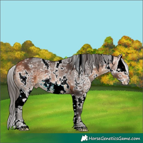 Horse Color:White Spotted Bay Sabino Splash Varnish 