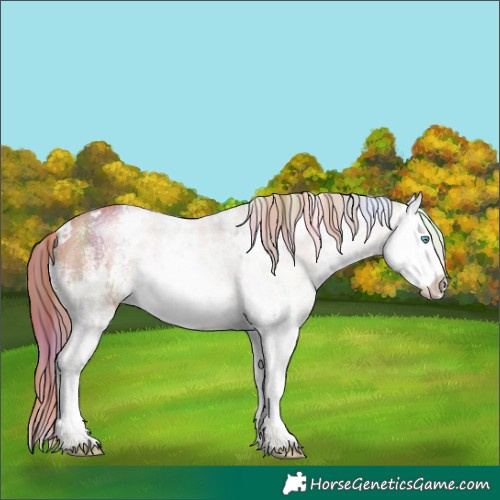 Horse Color:Nacre White Spotted Chestnut Sabino Splash 