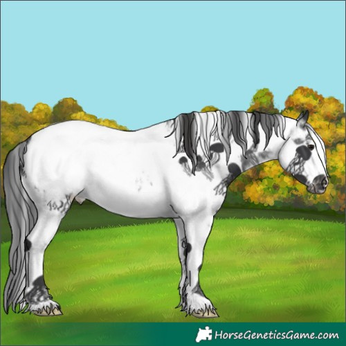 Horse Color:Black Sabino Frame Snowcap 