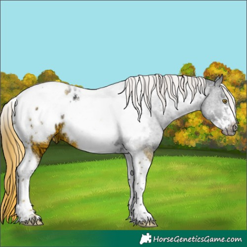 Horse Color:Liver Chestnut Ice Sabino Tobiano Frame Appaloosa 