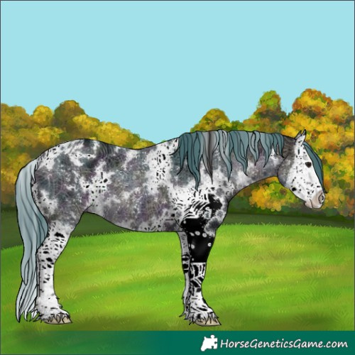 Horse Color:Watercolor White Spotted Midnight Bay Splash Appaloosa 
