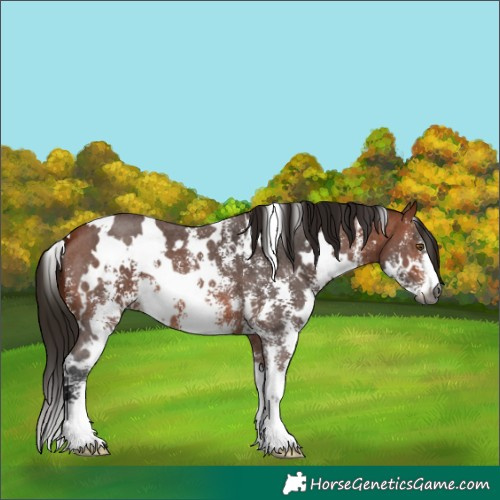 Horse Color:Gray White Spotted Bay Sabino 