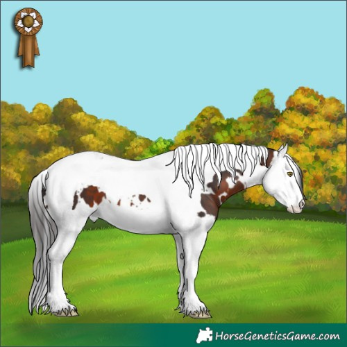 Horse Color:White Spotted Bay Splash Tobiano