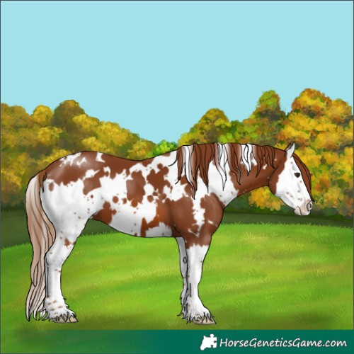 Horse Color:White Spotted Chestnut Splash