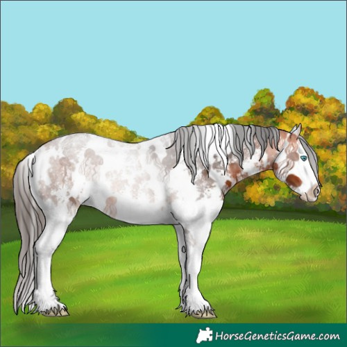 Horse Color:White Spotted Bay Sabino Splash 