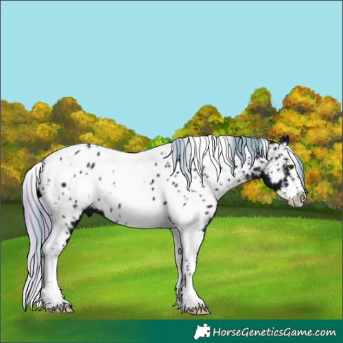 Horse Color:Plaid White Spotted Midnight Chestnut Ice Splash Tobiano Appaloosa