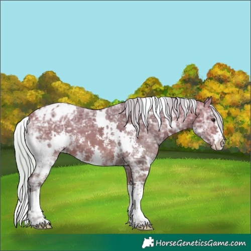 Horse Color:White Spotted Silver Bay Ice Sabino Appaloosa 