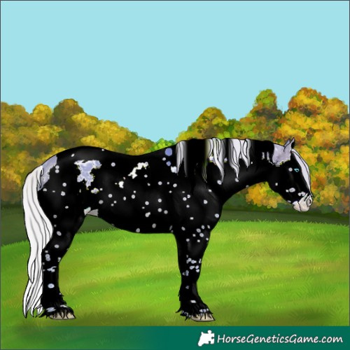 Horse Color:Watercolor White Spotted Silver Brown Splash Tobiano Appaloosa 
