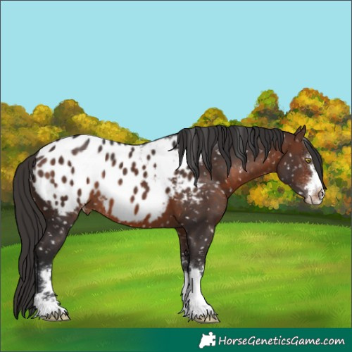 Horse Color:Brown Blanket 