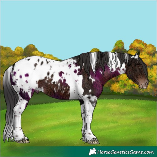 Horse Color:White Spotted Liver Chestnut Ice Tobiano Appaloosa 