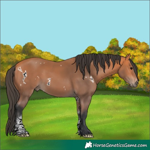 Horse Color:White Spotted Bay Tobiano 