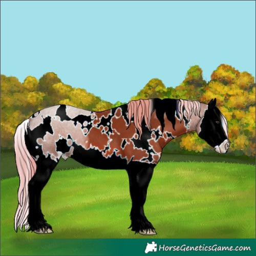 Horse Color:White Spotted Chestnut Splash 