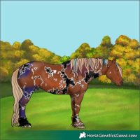 Horse Color:White Spotted Chestnut