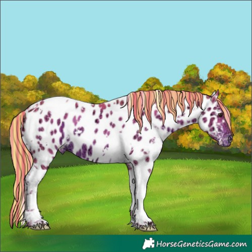 Horse Color:Painted Watercolor White Spotted Liver Chestnut Ice Tobiano Near Leopard 