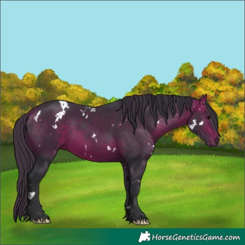 Horse Color:White Spotted Bay 