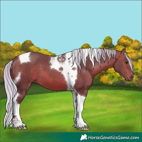 Horse Color:Silver Bay Tobiano 