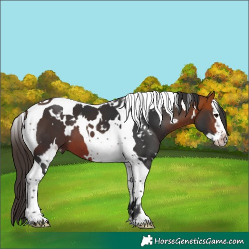 Horse Color:White Spotted Bay Splash Tobiano 