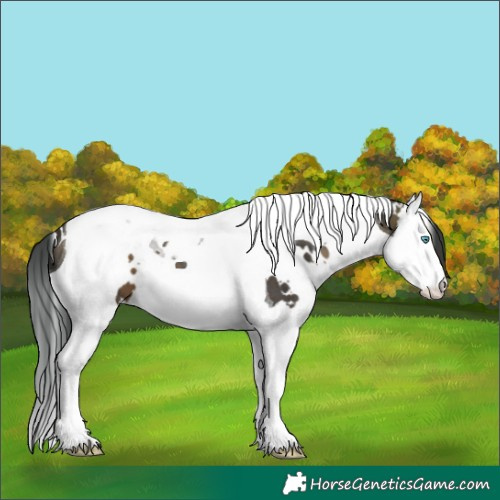 Horse Color:White Spotted Bay Splash Tobiano 