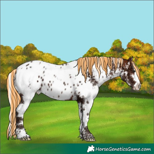 Horse Color:Painted White Spotted Silver Brown Ice Appaloosa 