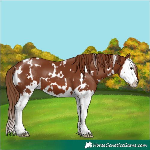 Horse Color:White Spotted Chestnut Splash 
