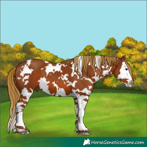 Horse Color:White Spotted Chestnut Splash 