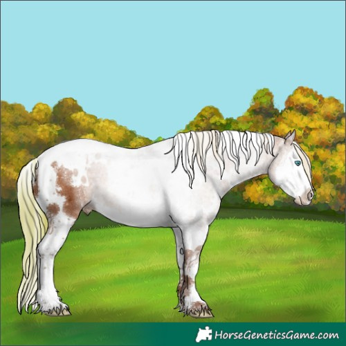 Horse Color:White Spotted Chestnut Splash Tobiano 