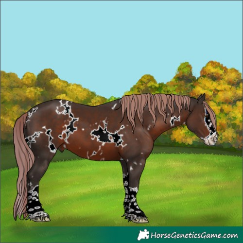 Horse Color:White Spotted Liver Chestnut Splash 