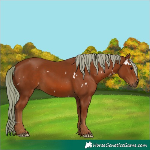 Horse Color:White Spotted Chestnut