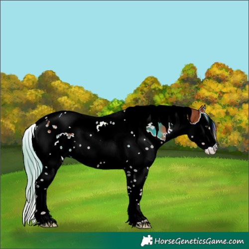 Horse Color:White Spotted Chestnut Splash Tobiano 