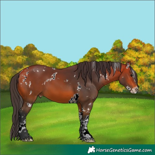 Horse Color:White Spotted Bay Splash Tobiano 