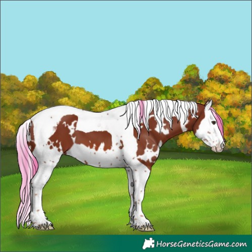 Horse Color:White Spotted Chestnut Splash Tobiano
