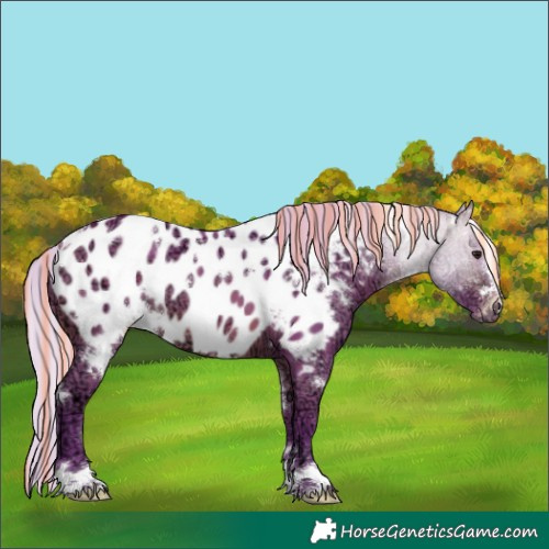 Horse Color:Painted Watercolor White Spotted Silver Bay Ice Near Leopard 