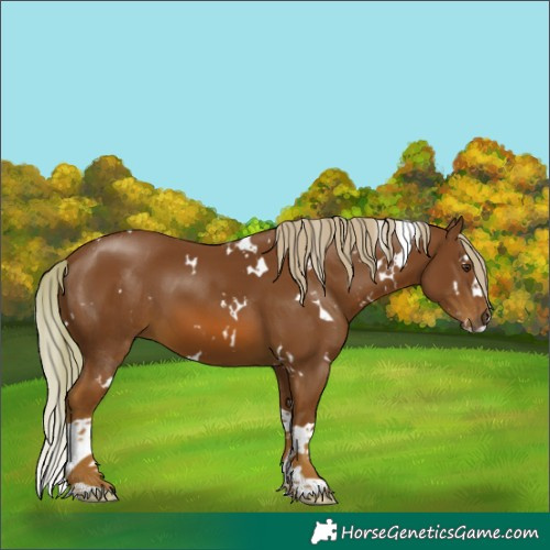 Horse Color:White Spotted Chestnut Splash 