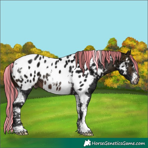 Horse Color:Painted Brown Ice Tobiano Appaloosa 