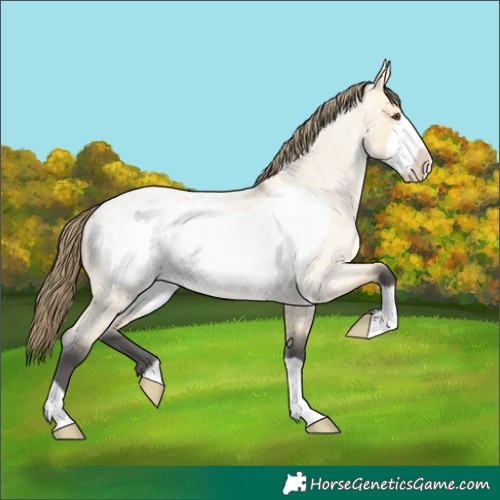 Horse Color:Buckskin Roan Dun Frame Appaloosa 