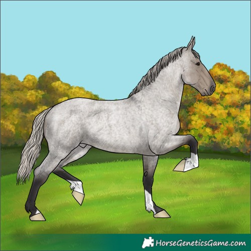 Horse Color:Silver Smoky Grullo Roan 