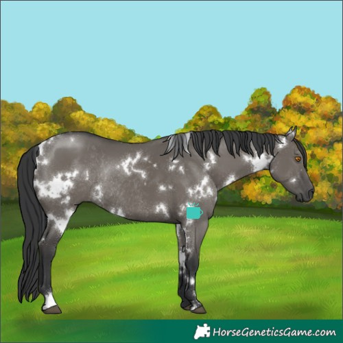 Horse Color:White Spotted Grullo Rabicano 