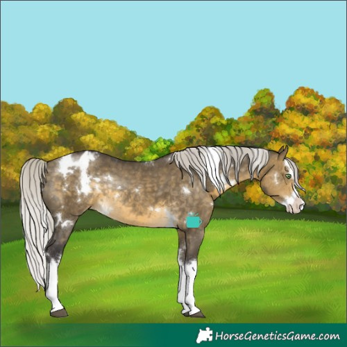 Horse Color:White Spotted Silver Buckskin Dun Splash Appaloosa Rabicano 