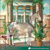 Horse Color:White Spotted Silver Buckskin Dun Splash Blanket Rabicano