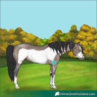 Horse Color:Brown Dun Sabino Frame Rabicano 